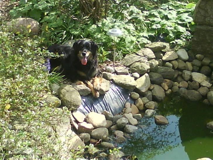 Blanding af racer Thyson ' nye billeder <3 - THYSON ;d  billede 12