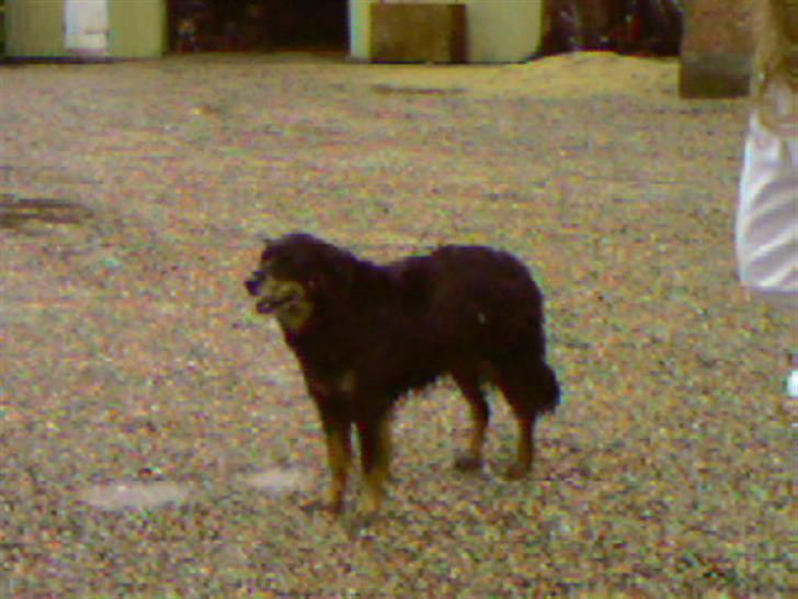 Blanding af racer Thyson ' nye billeder <3 - en dag hvor det regnede <3  billede 13