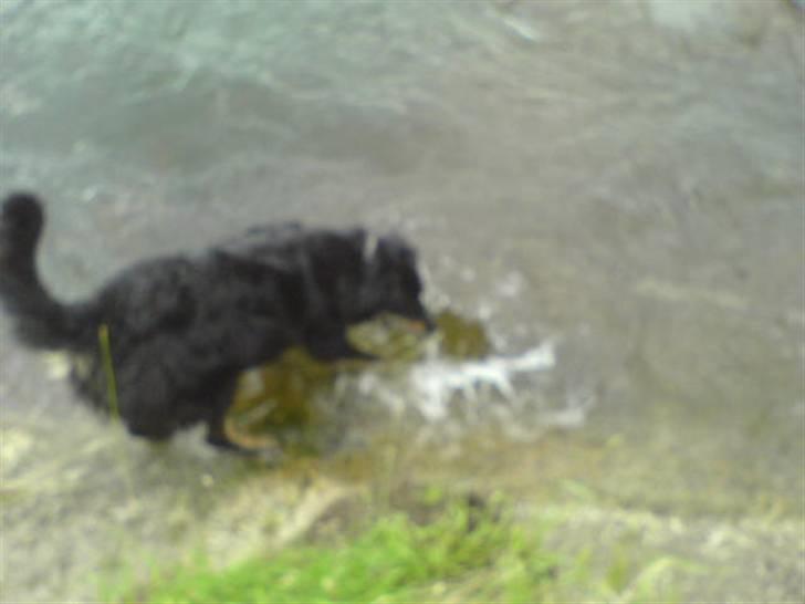 Blanding af racer Thyson ' nye billeder <3 - han elsker og bade nede i åen <3 han er en rigtig vandhund .  billede 14