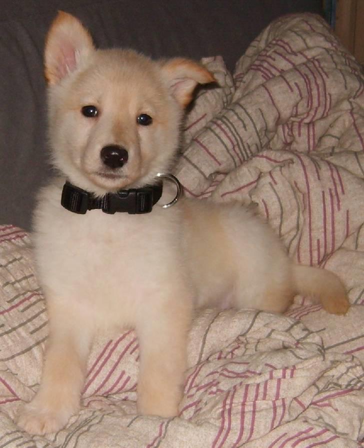 Hvid schæfer Dolly - Her er jeg ca. 10 uger billede 1