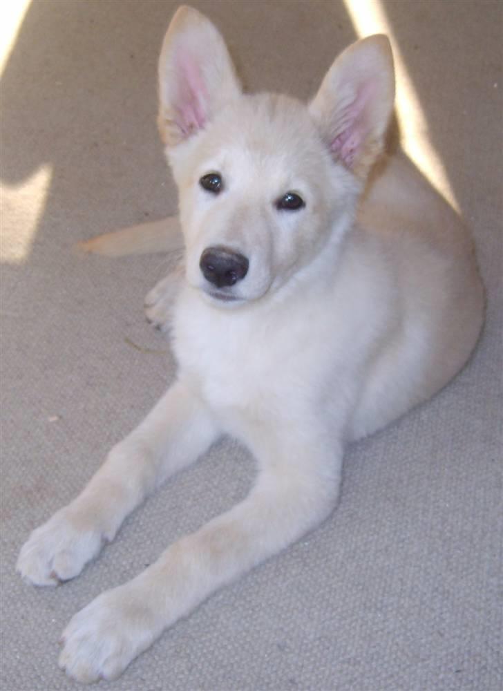 Hvid schæfer Dolly - Så nu vokser ørene med fart billede 2