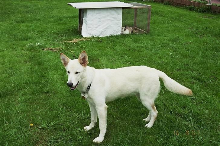 Hvid schæfer Dolly - Jeg nyder livet på landet billede 3