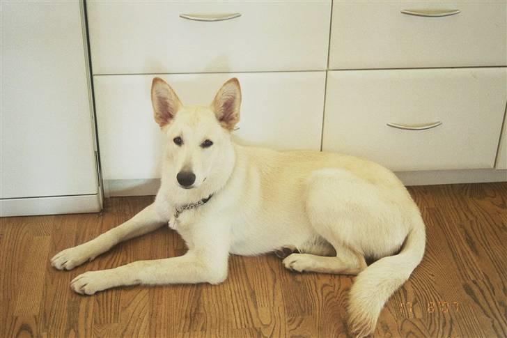 Hvid schæfer Dolly - En køkkenskriver er man vel billede 4