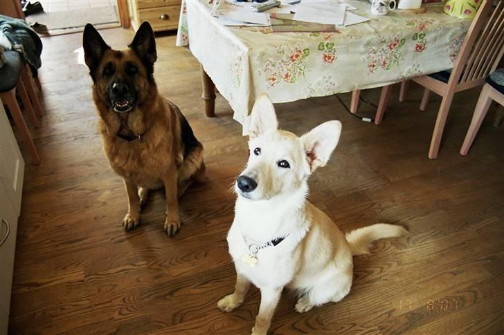 Hvid schæfer Dolly - Centa og jeg venter pænt på en godbid. billede 5