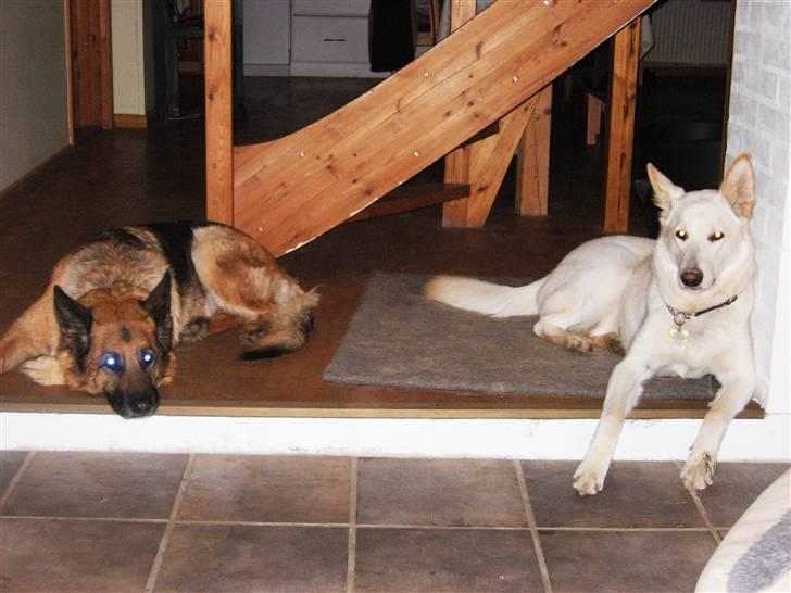 Hvid schæfer Dolly - Om aftenen slappes der af. billede 6