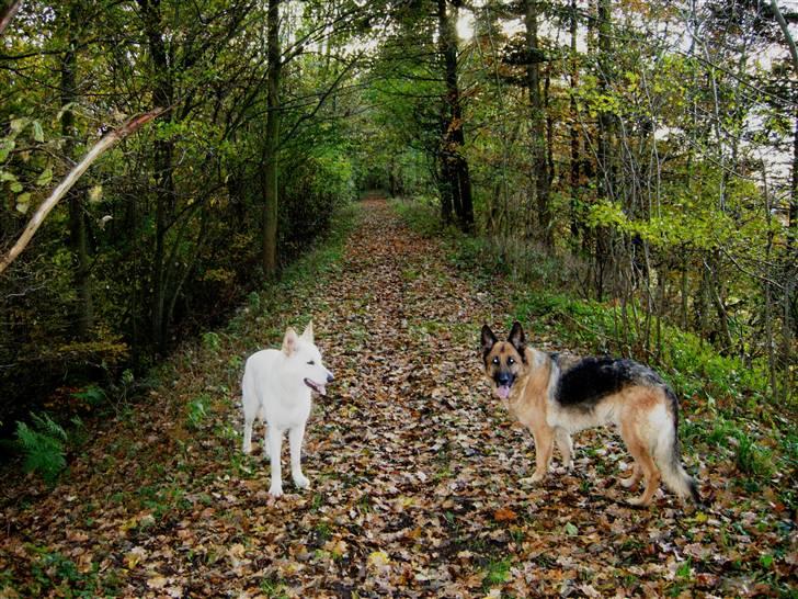 Hvid schæfer Dolly - En god tur i skover er bare dejligt, syntes Dolly og Centa januar 2008 billede 7