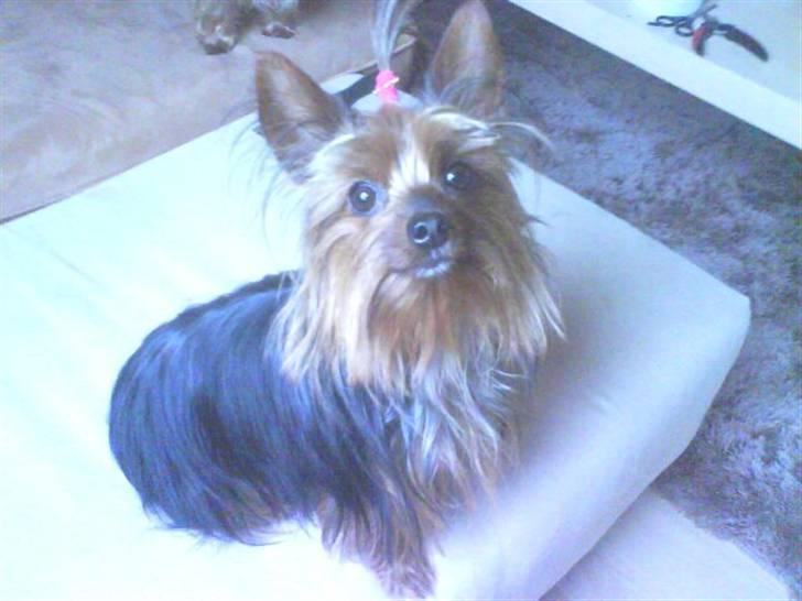 Yorkshire terrier Lady billede 1