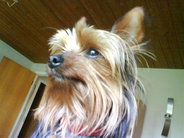 Yorkshire terrier Lady billede 2