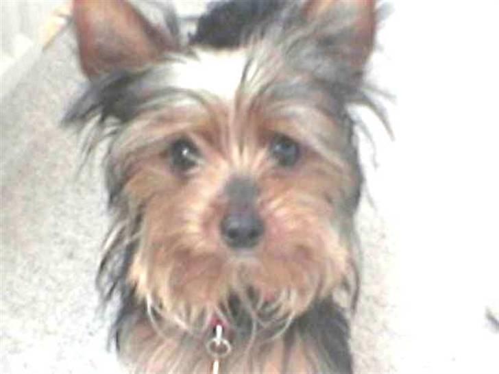 Yorkshire terrier Lady billede 3
