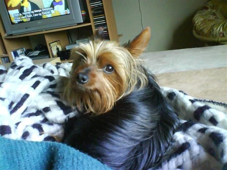 Yorkshire terrier Lady billede 4