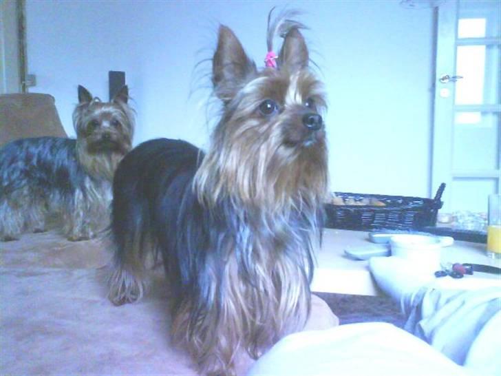 Yorkshire terrier Lady billede 5