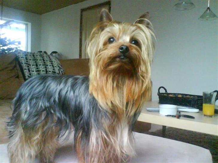Yorkshire terrier Woody billede 1