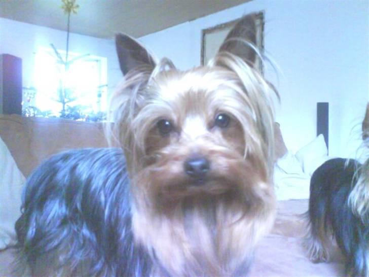 Yorkshire terrier Woody billede 2
