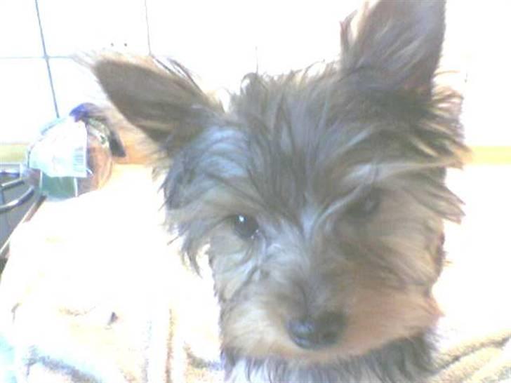 Yorkshire terrier Woody - et af de første billeder billede 3