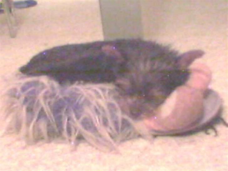 Yorkshire terrier Woody - Den første aften vi havde ham. ved godt kvaliteten ikke er så god billede 4