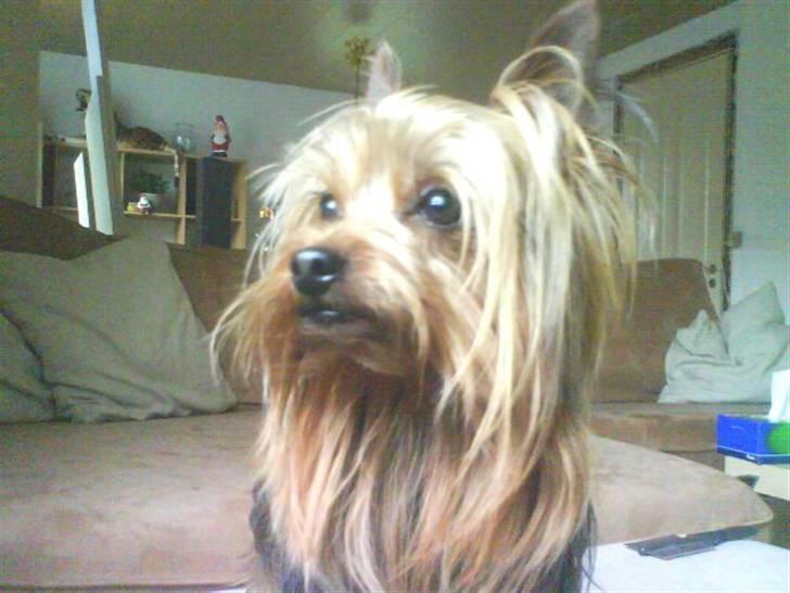Yorkshire terrier Woody billede 5