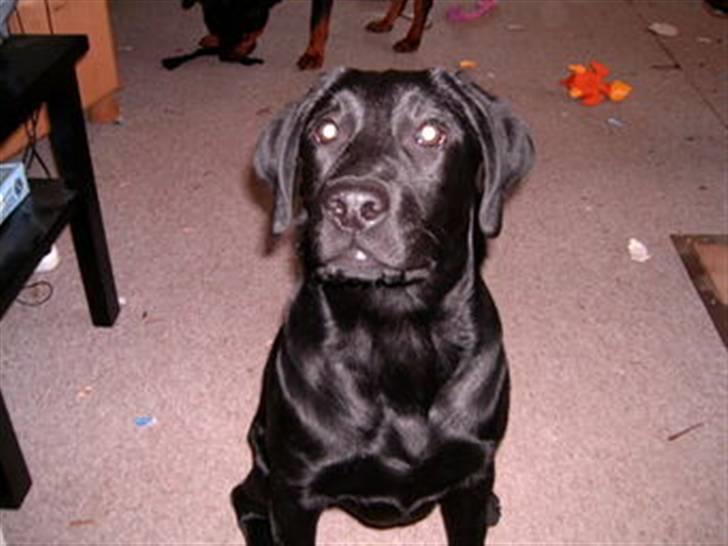 Labrador retriever Diego *Aflivet* billede 1