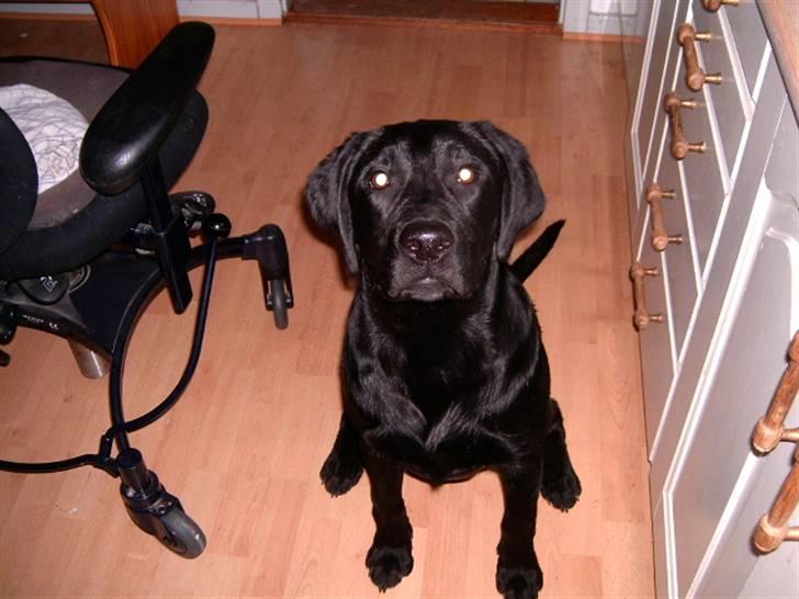 Labrador retriever Diego *Aflivet* billede 2