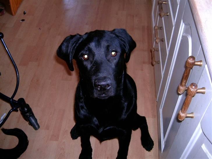 Labrador retriever Diego *Aflivet* billede 3