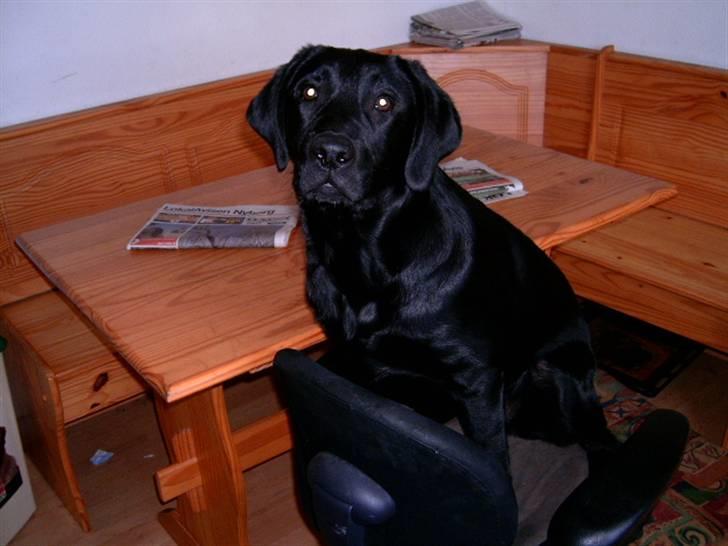 Labrador retriever Diego *Aflivet* billede 4