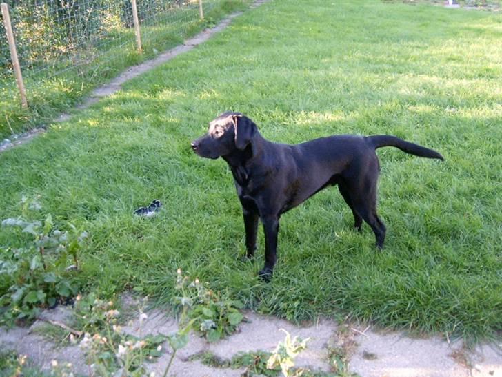 Labrador retriever Diego *Aflivet* billede 5