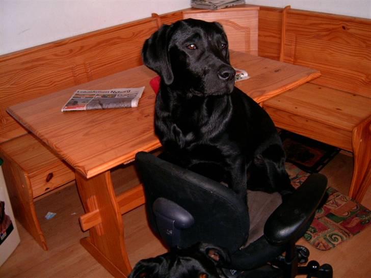 Labrador retriever Diego *Aflivet* billede 6