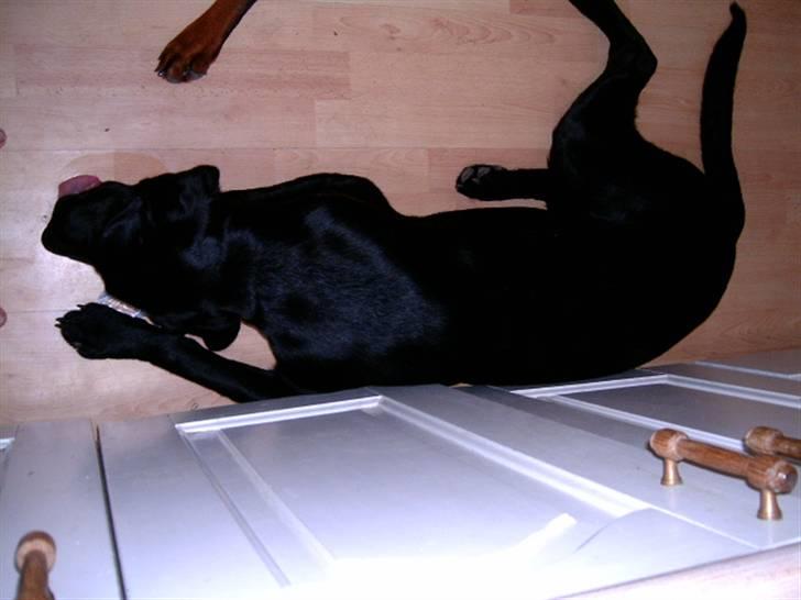 Labrador retriever Diego *Aflivet* billede 7