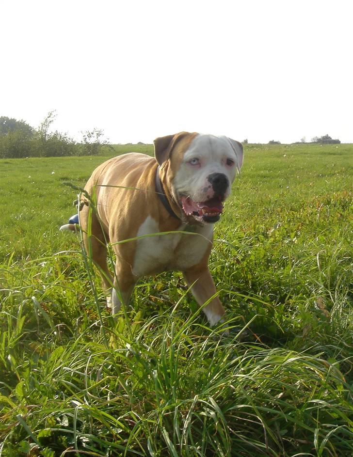 Amerikansk bulldog Bailey billede 1