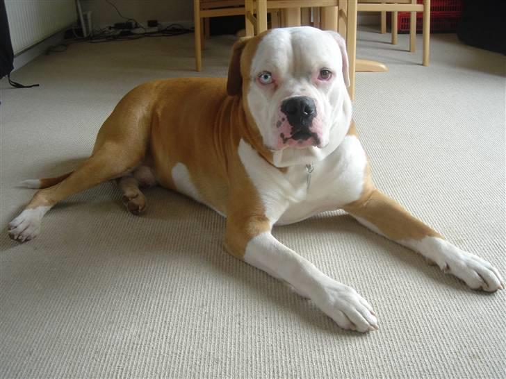Amerikansk bulldog Bailey - Jeg har både et brunt og et blåt øje. billede 2