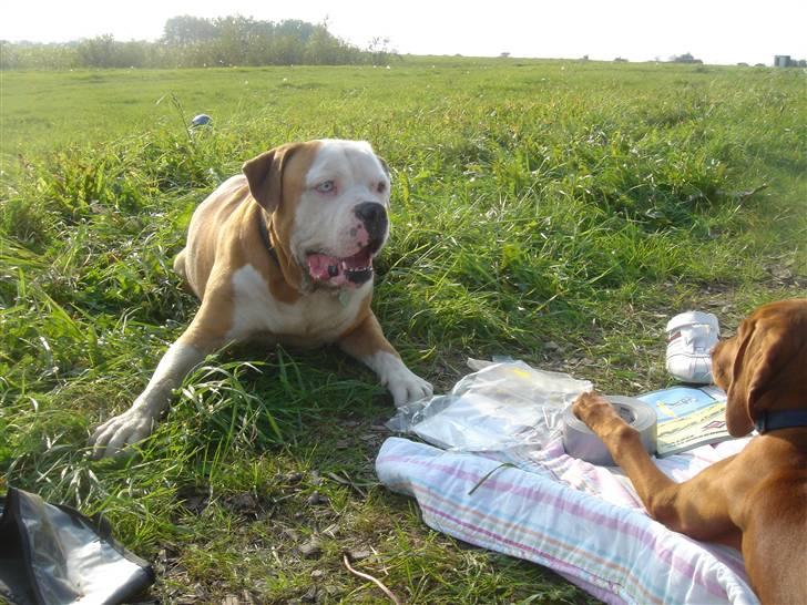 Amerikansk bulldog Bailey billede 3