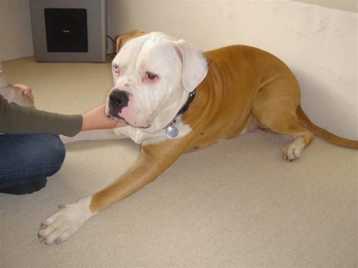 Amerikansk bulldog Bailey billede 4