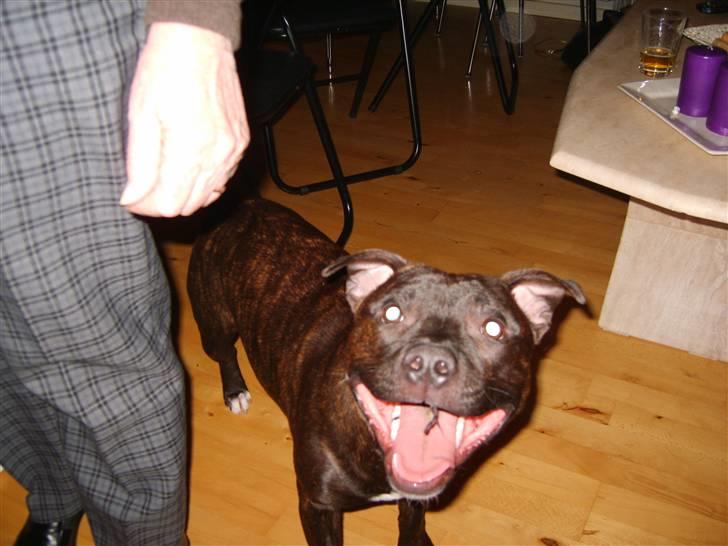 Staffordshire bull terrier Boris R.I.P billede 10