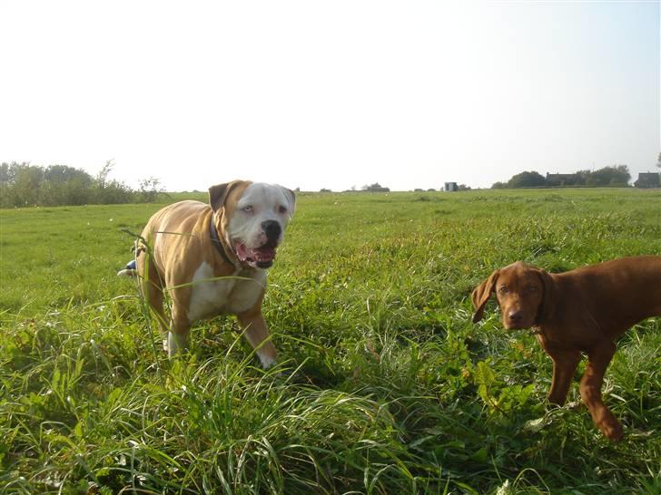 Amerikansk bulldog Bailey - Elsker at tumle rundt med andre hunde.... billede 5