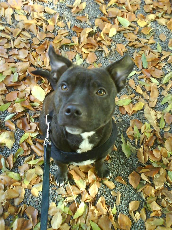 Staffordshire bull terrier Boris R.I.P billede 11