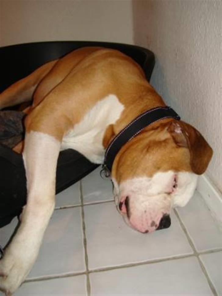 Amerikansk bulldog Bailey - Puuu sådan ser jeg ud når mor og far har haft mig med i grusgraven og tumle. De bakker gør en helt mør... billede 6