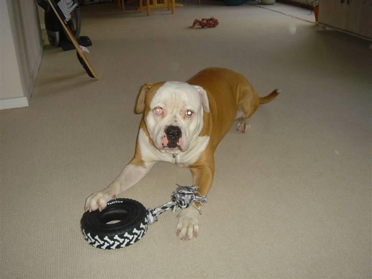 Amerikansk bulldog Bailey - Nogen der vil lege....? billede 7