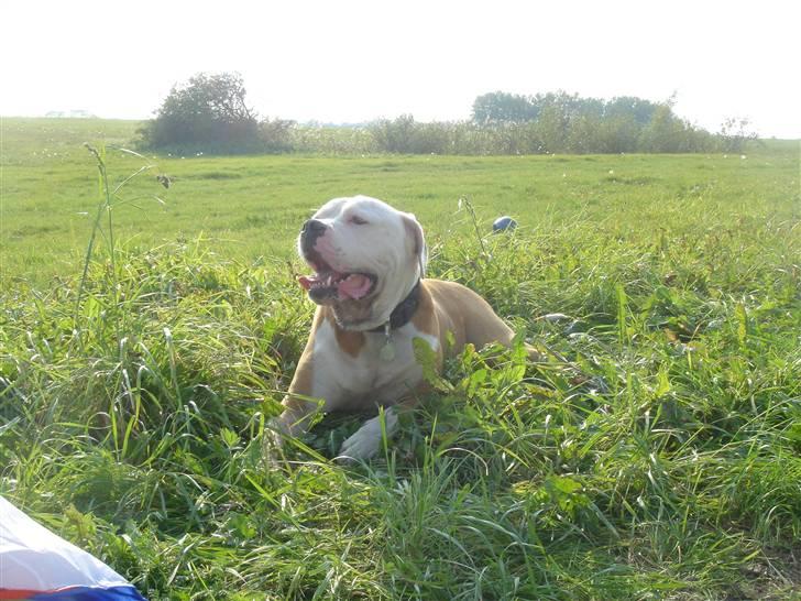 Amerikansk bulldog Bailey billede 8