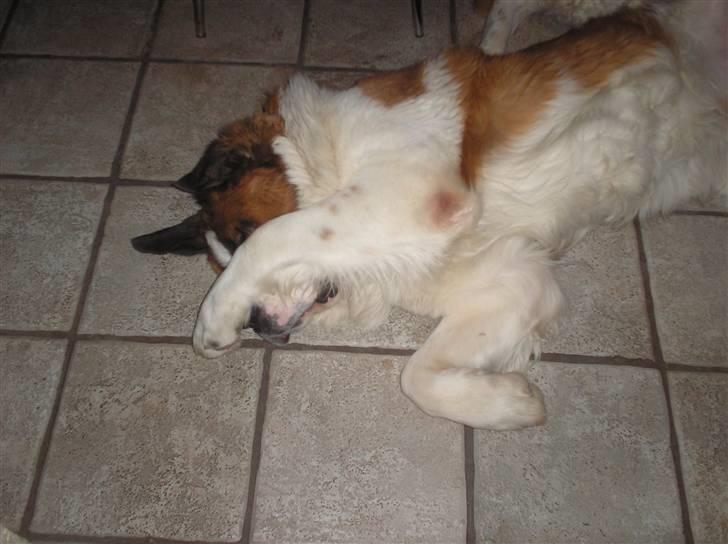 Sankt bernhardshund brutalis - jeg vil ikke fotograferes billede 7