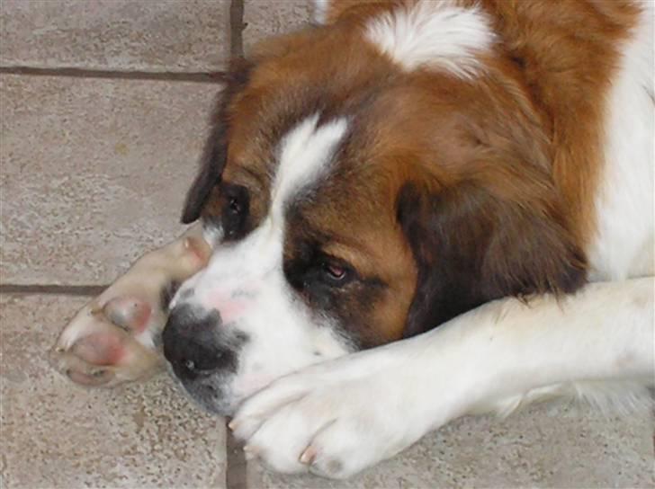 Sankt bernhardshund brutalis billede 8