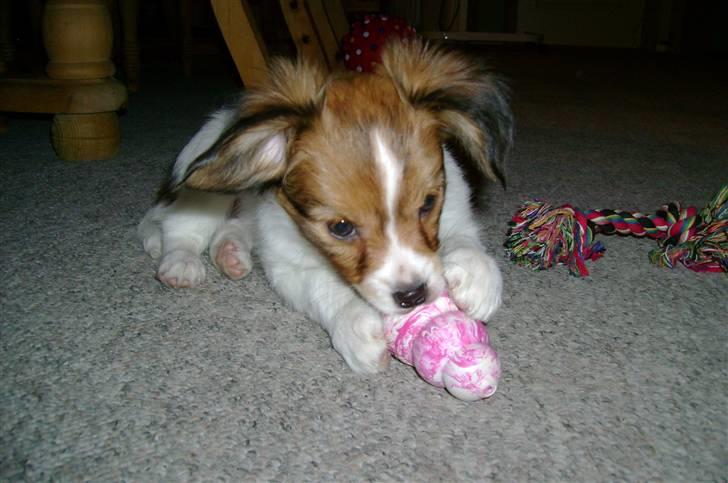 Papillon Bertha - Det legetøj er bare så godt:-b billede 1