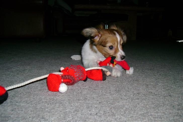 Papillon Bertha - Mor´s nisser er så gode at bide i... billede 2