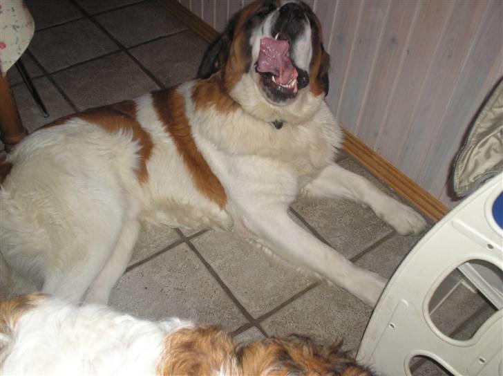 Sankt bernhardshund brutalis billede 9