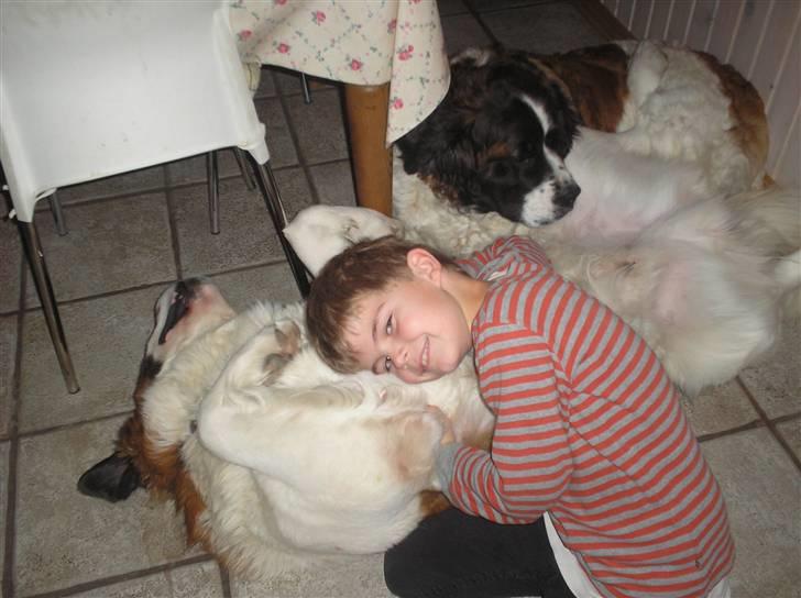 Sankt bernhardshund trine R I P 09- billede 7