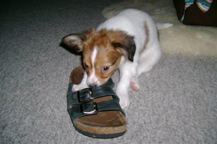 Papillon Bertha - Det er hendes sutter også... billede 3