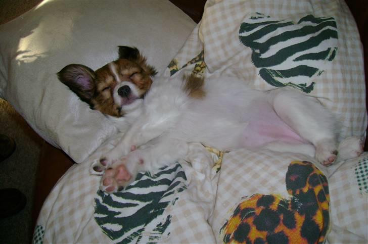 Papillon Bertha - Jeg sover så godt... billede 4