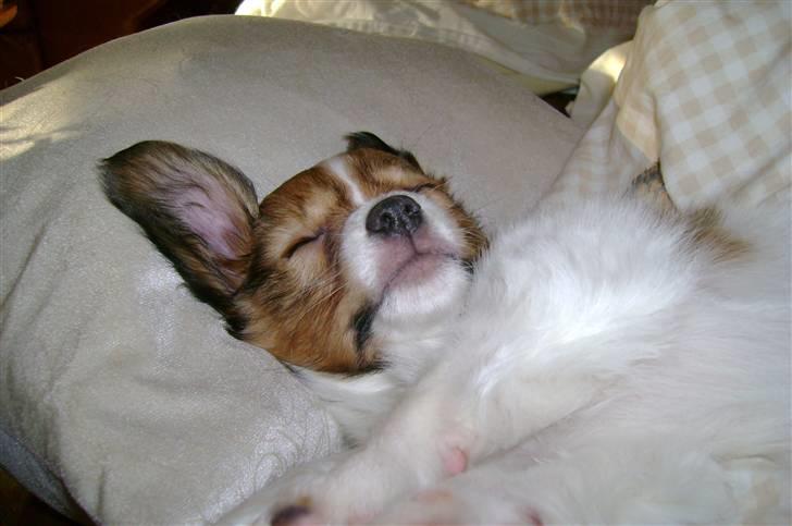 Papillon Bertha - Et stort øre så kan jeg høre.. billede 5