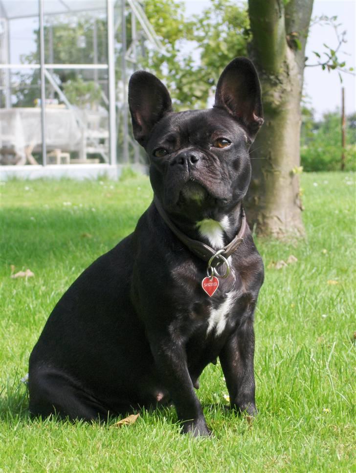 Fransk bulldog Tusnelda billede 1