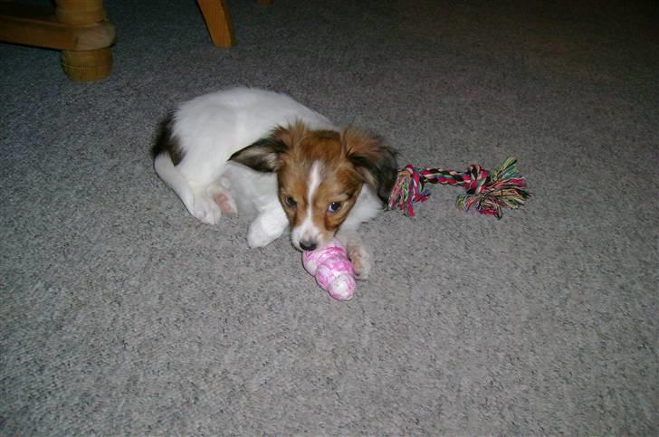 Papillon Bertha billede 6