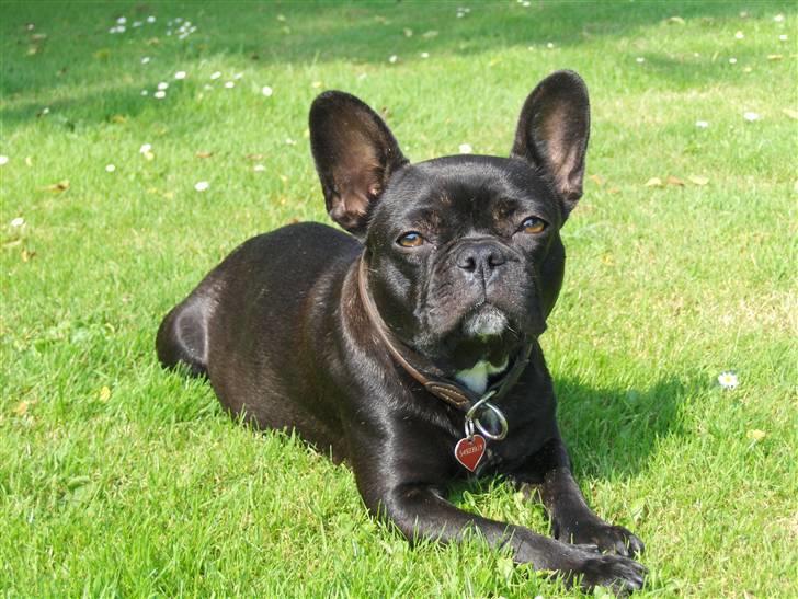 Fransk bulldog Tusnelda billede 2
