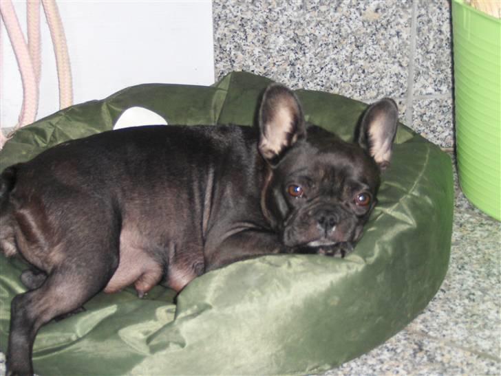 Fransk bulldog Tusnelda billede 3